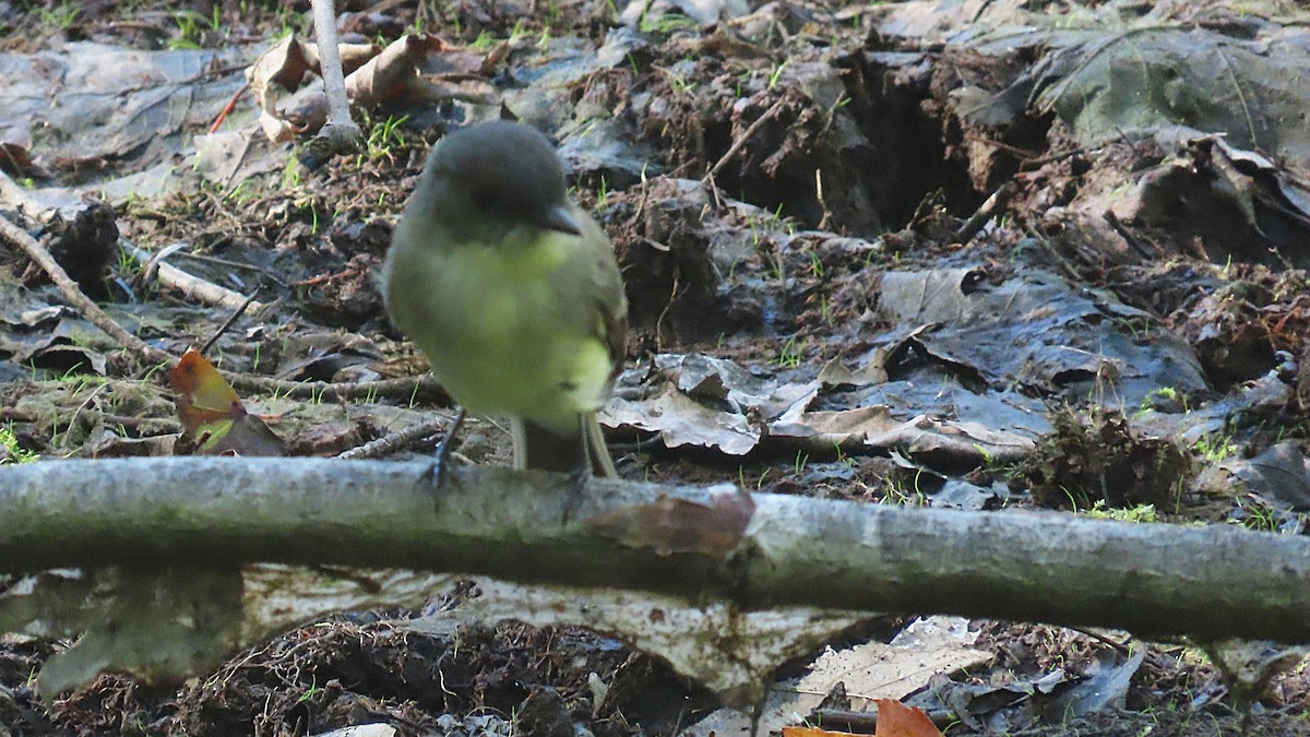 Eastern Phoebe - ML642888609