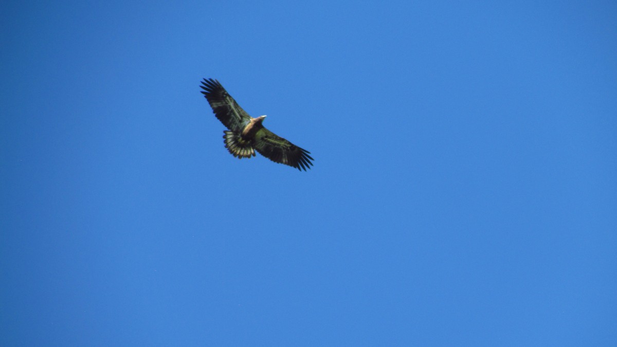 Bald Eagle - ML642888610