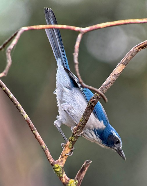 California Scrub-Jay - ML642888611