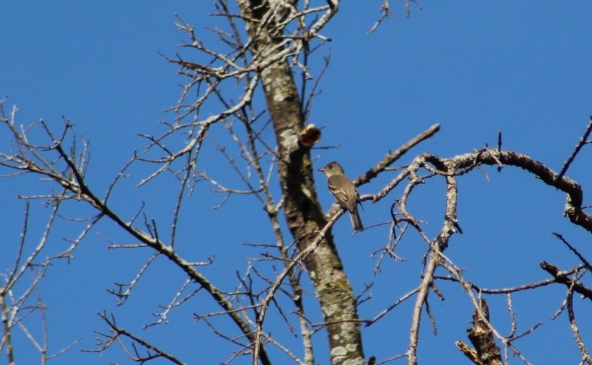 Eastern Wood-Pewee - ML642888612