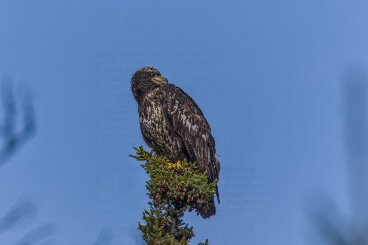 Bald Eagle - ML642888613