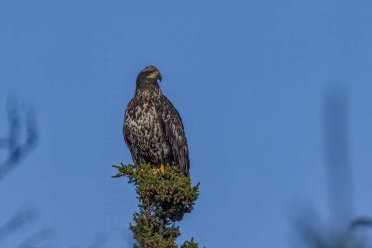 Bald Eagle - ML642888614