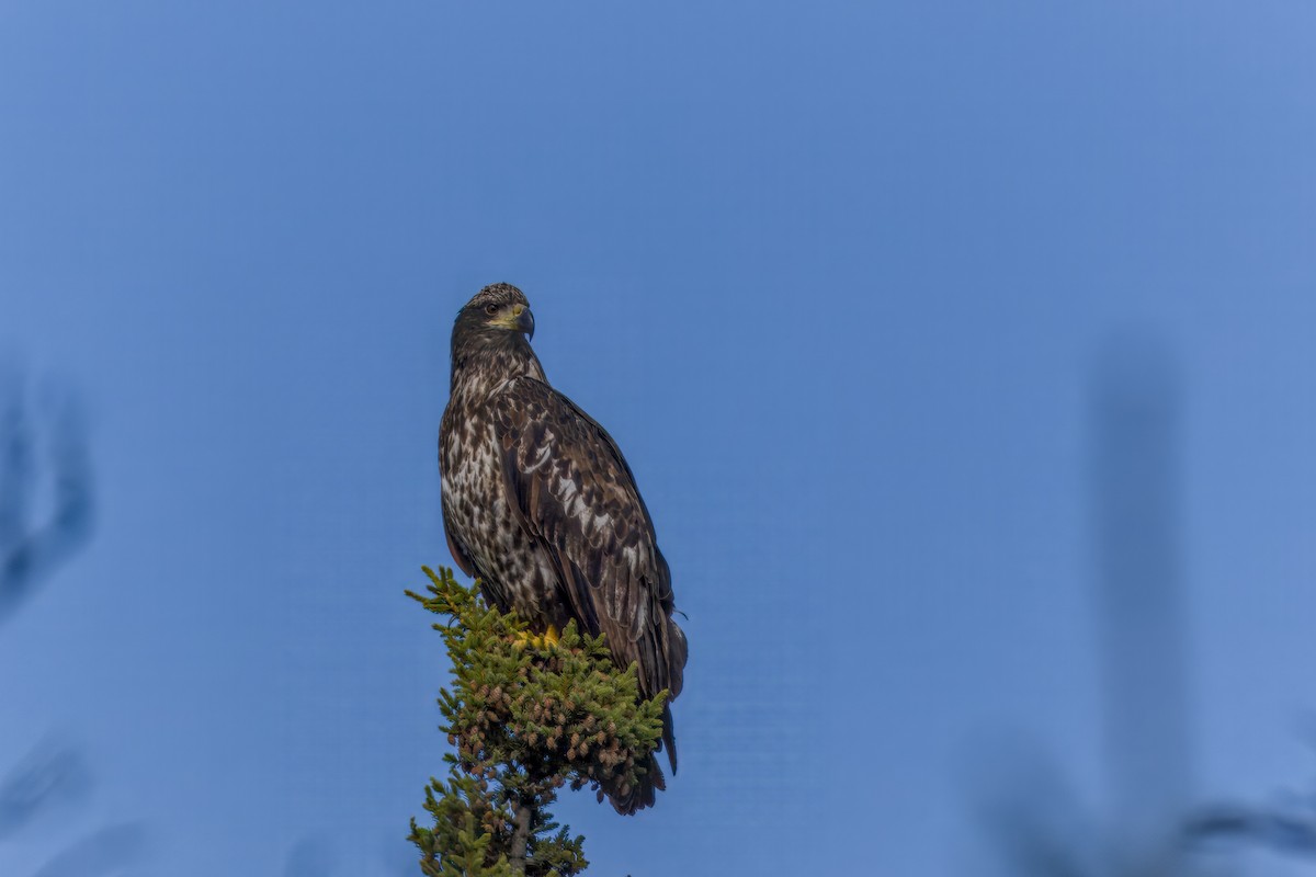Bald Eagle - ML642888615
