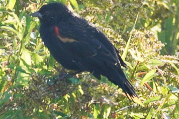 Red-winged Blackbird - ML642888617
