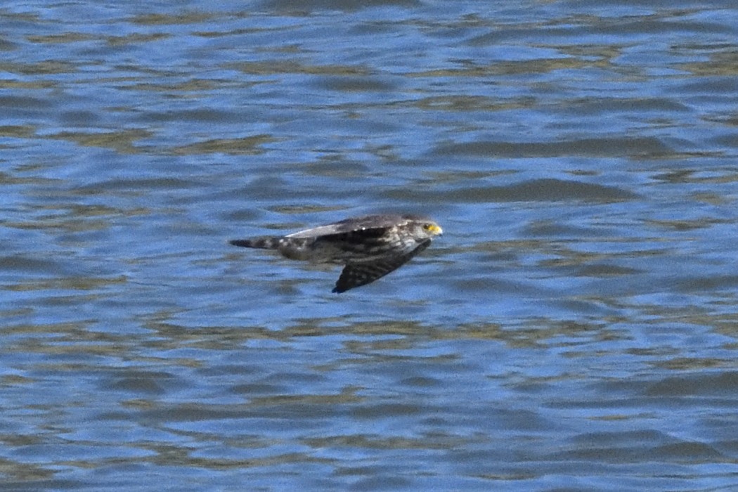 Merlin - ML642888619