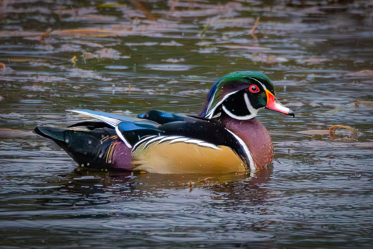 Wood Duck - ML642888620