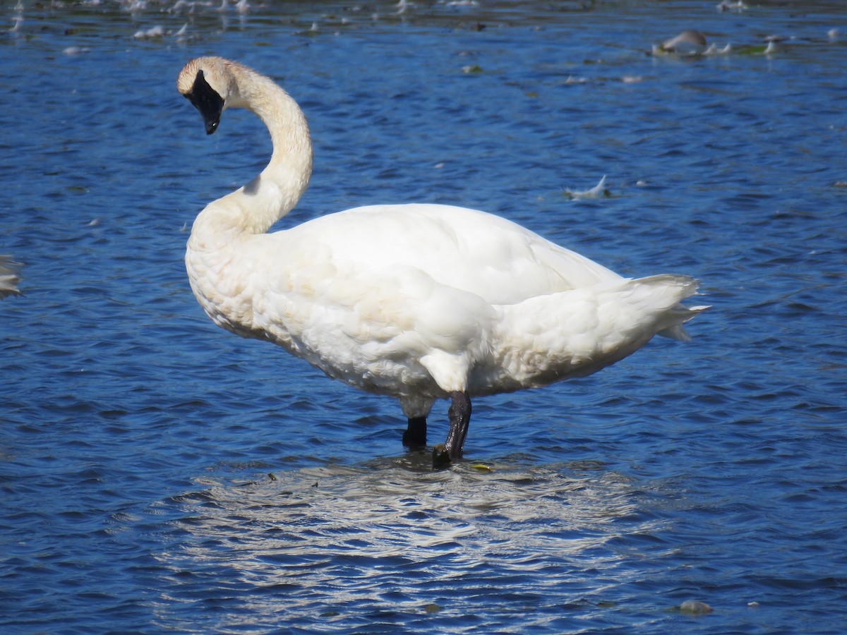 Trumpeter Swan - ML642888621
