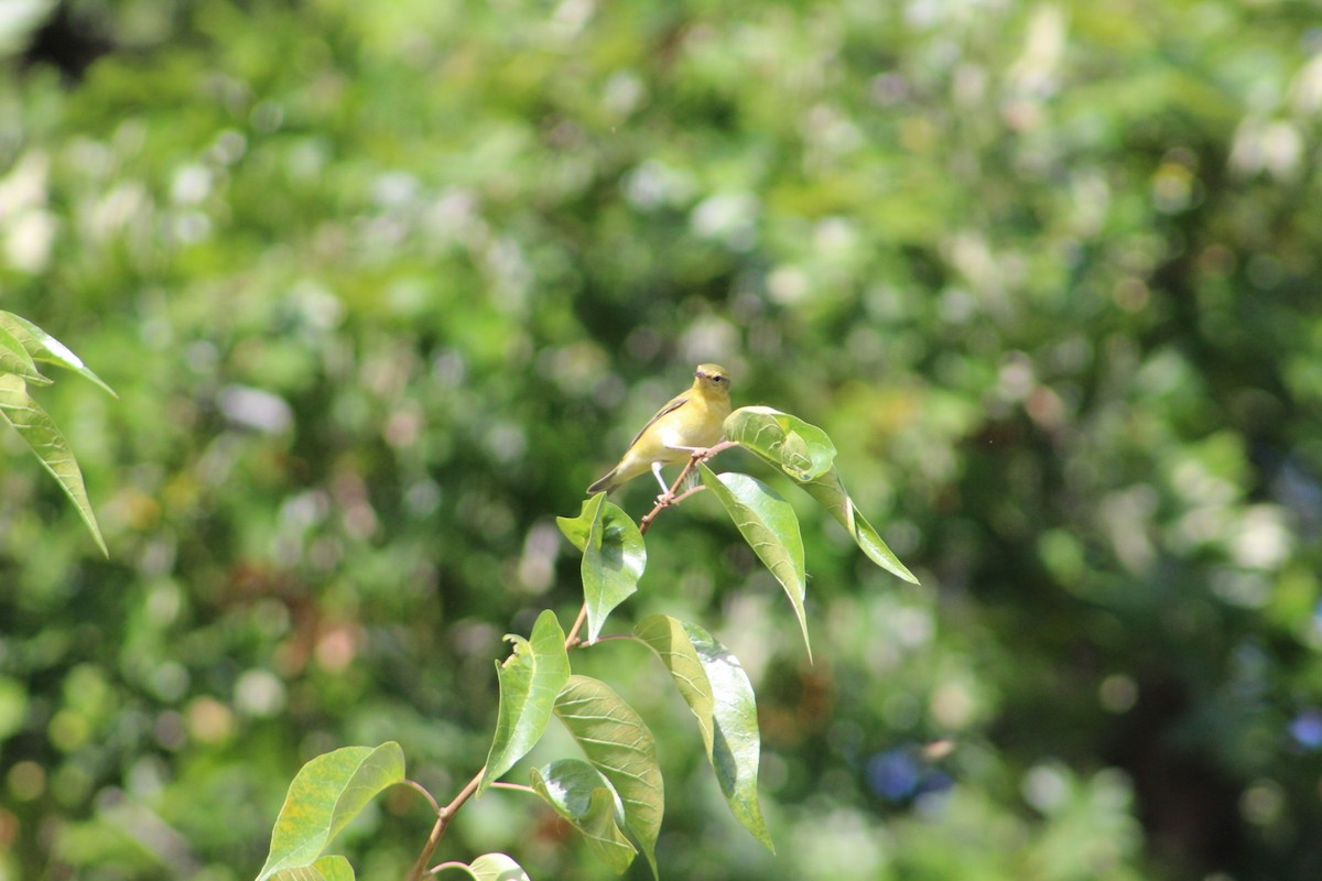Tennessee Warbler - ML642888623