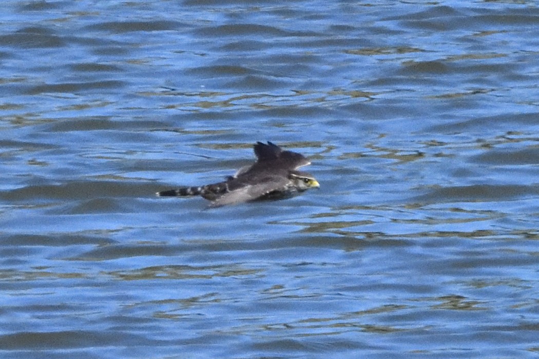 Merlin - ML642888624