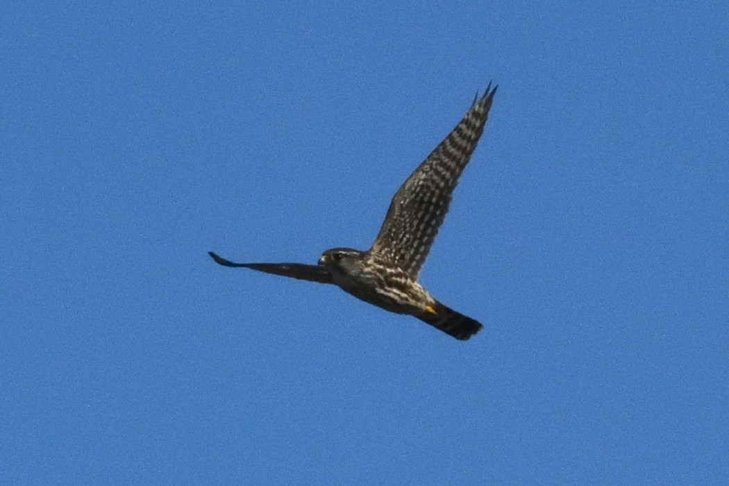 Merlin - ML642888625