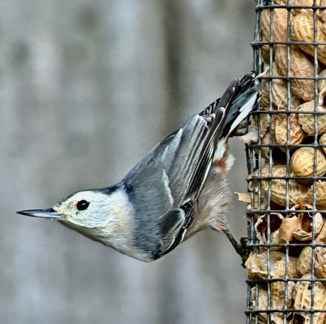 White-breasted Nuthatch - ML642888626