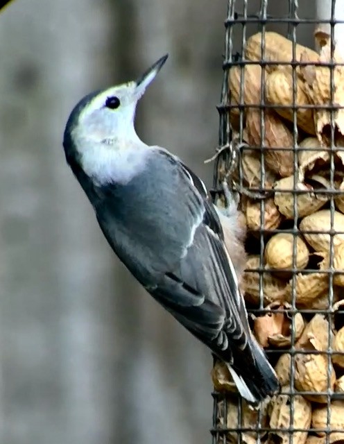 White-breasted Nuthatch - ML642888627