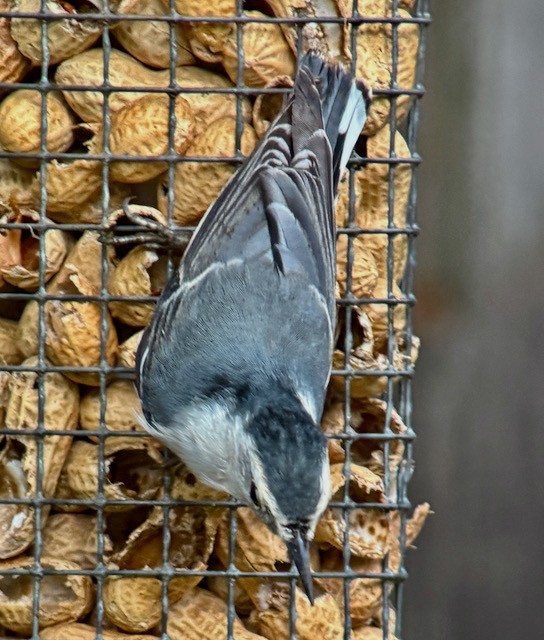 White-breasted Nuthatch - ML642888628