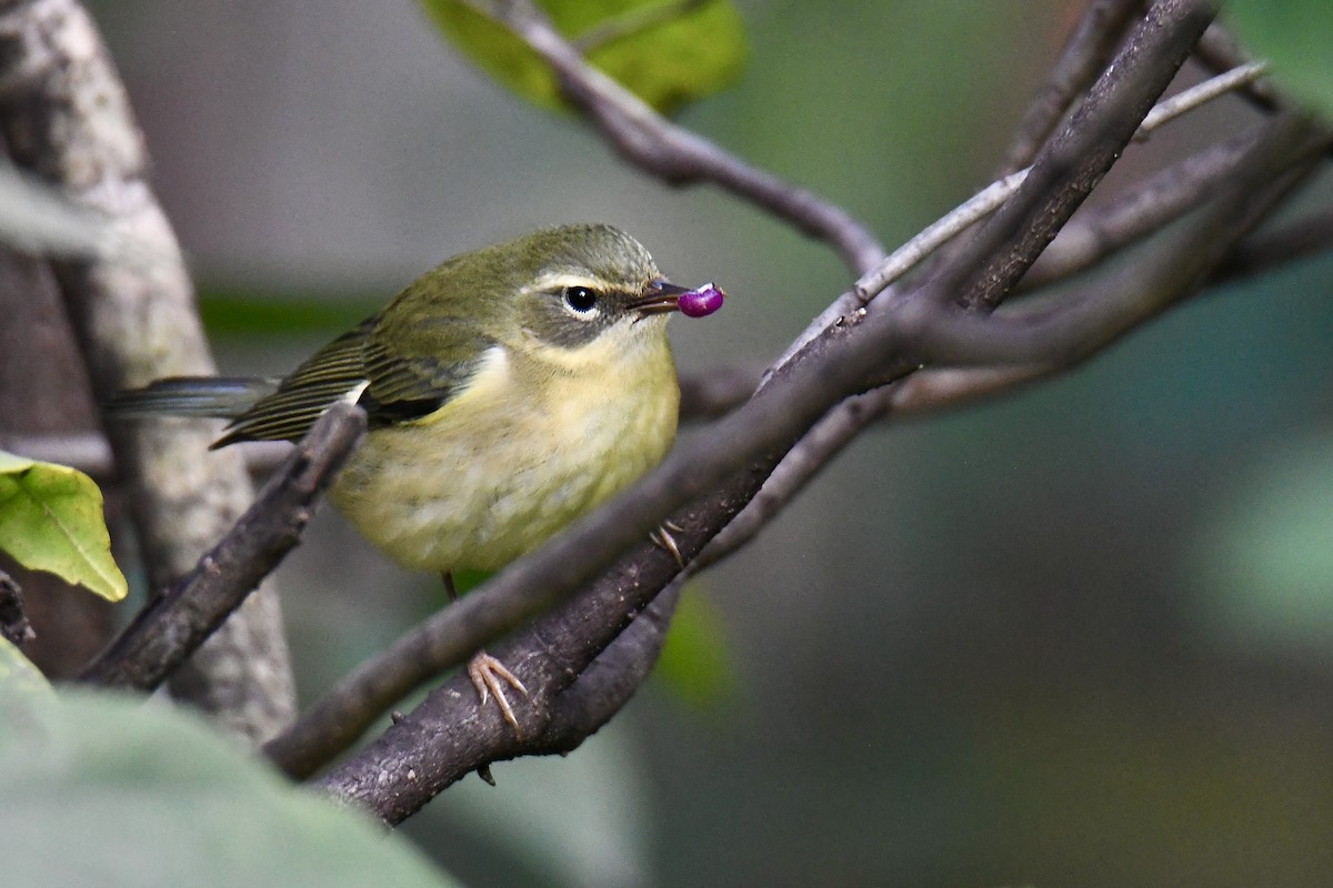 Black-throated Blue Warbler - ML642888629