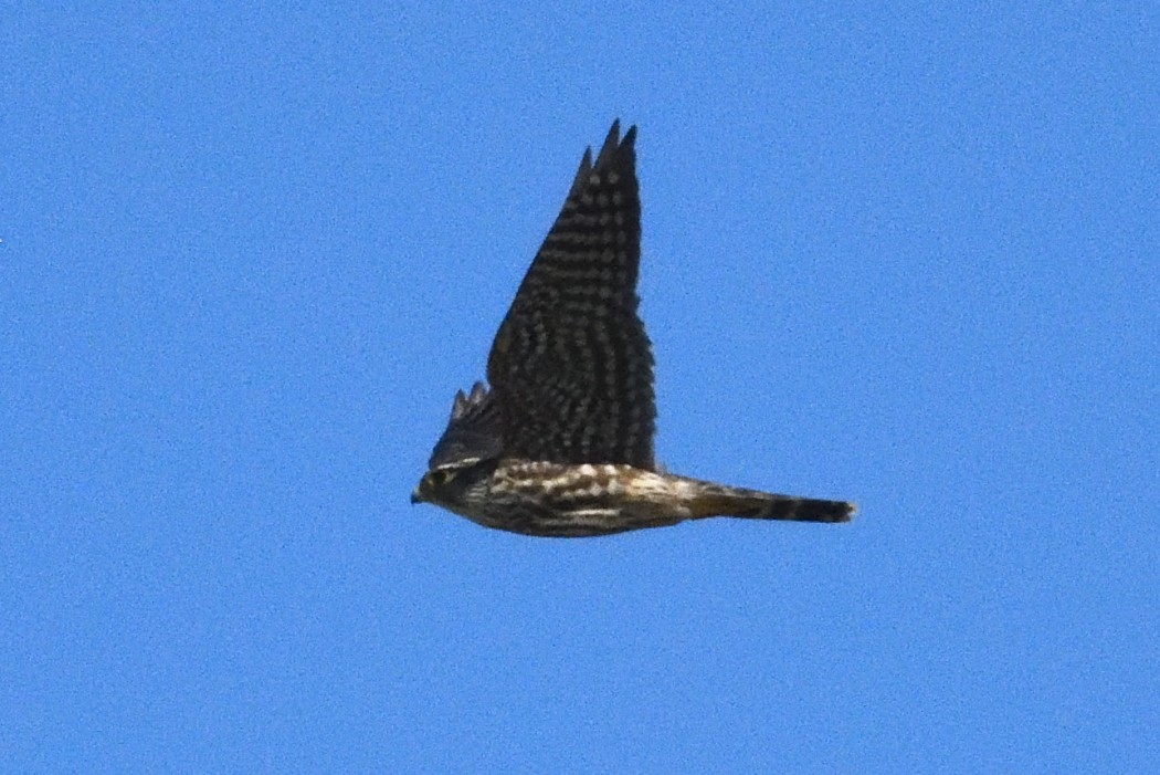 Merlin - ML642888635