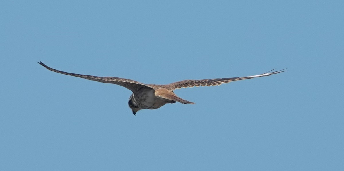 American Kestrel - ML642888636