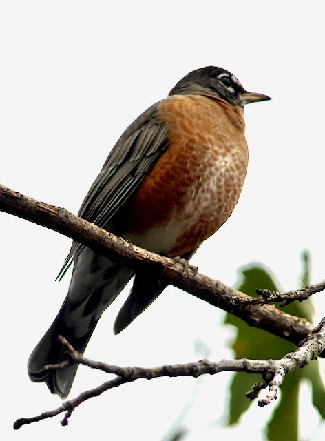 American Robin - ML642888639