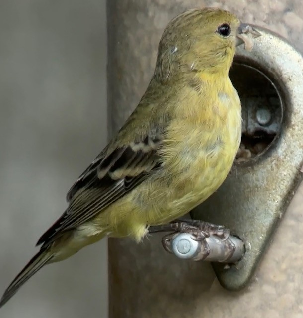 Lesser Goldfinch - ML642888647