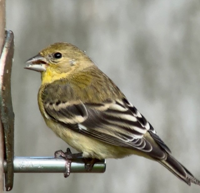 Lesser Goldfinch - ML642888648