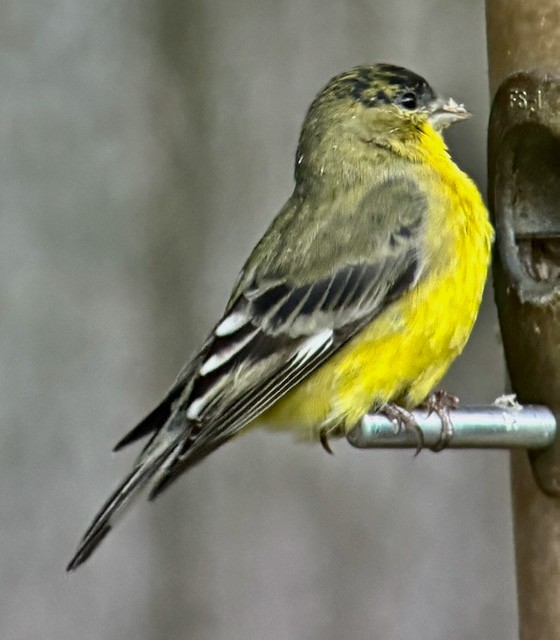 Lesser Goldfinch - ML642888649