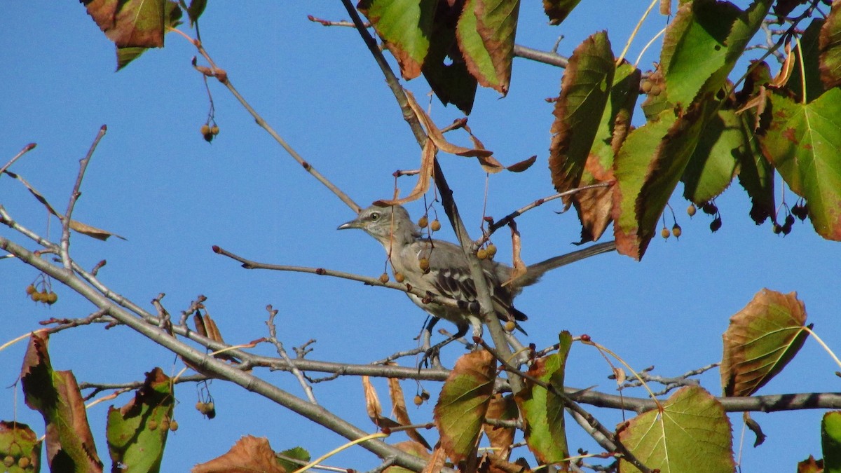 Northern Mockingbird - ML642888650