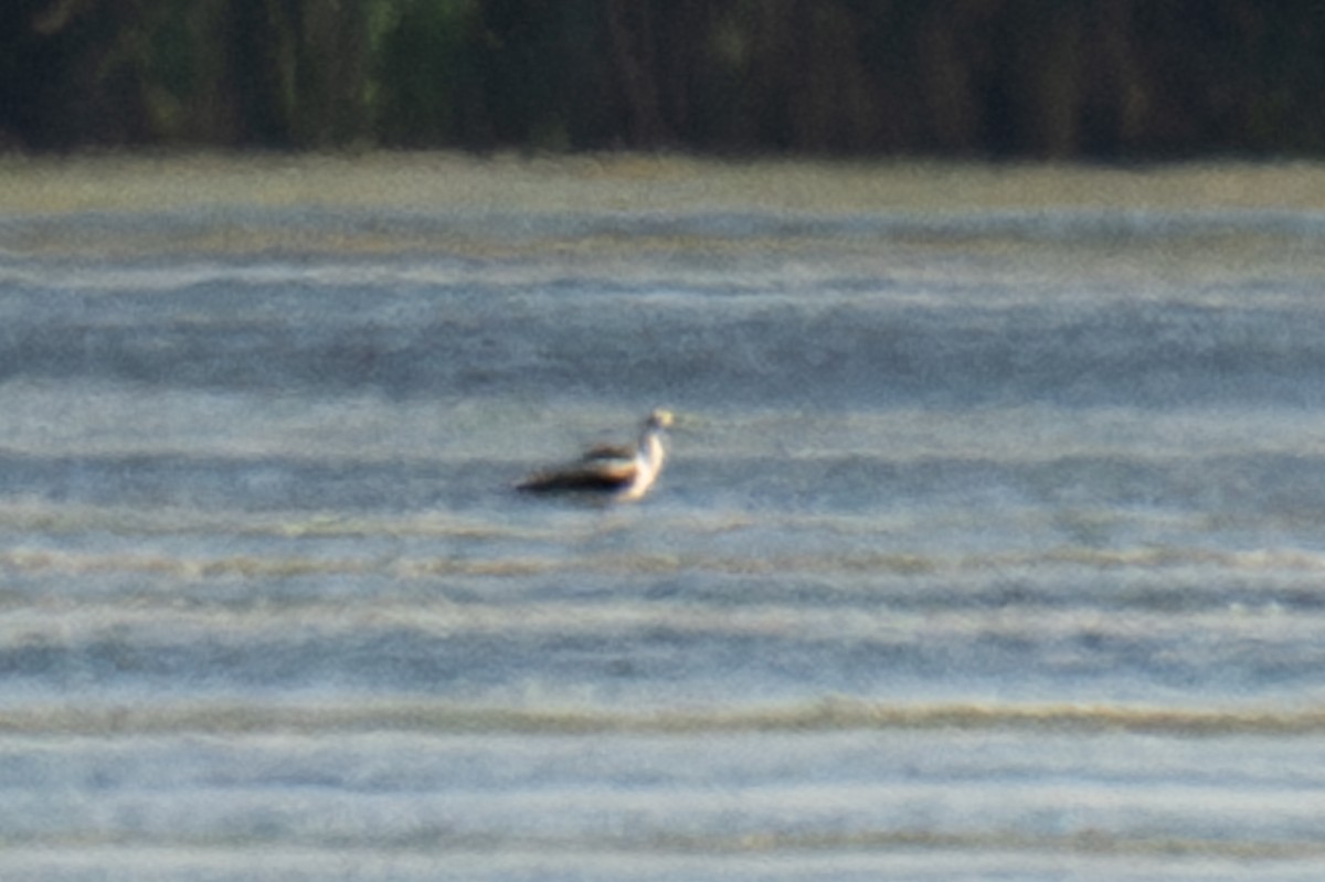 tenkozobec americký - ML642888653