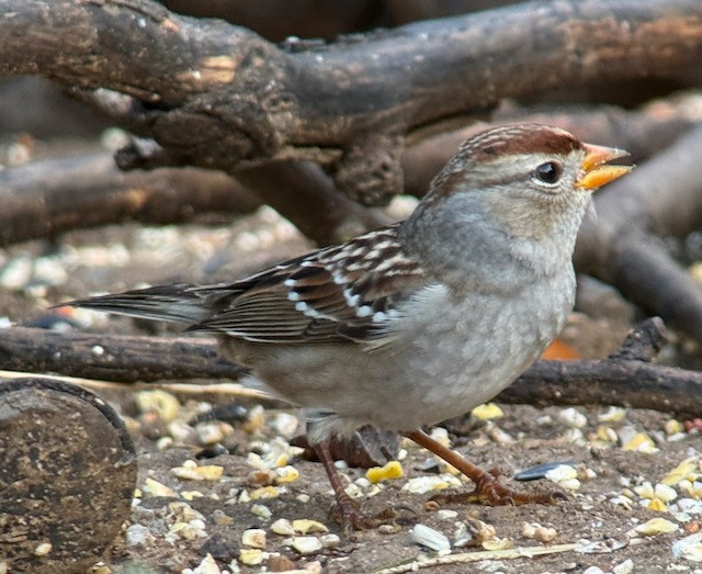 White-crowned Sparrow (Gambel's) - ML642888657