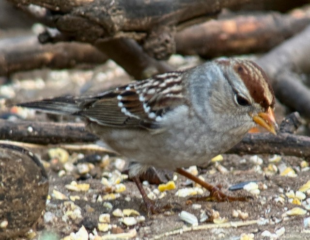 White-crowned Sparrow (Gambel's) - ML642888658