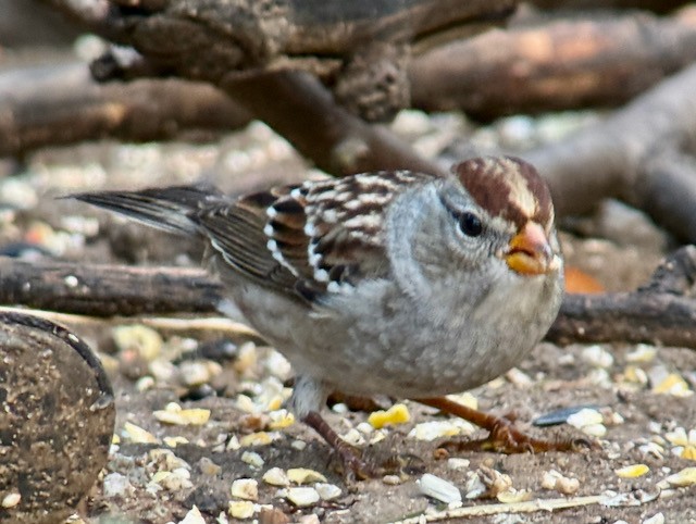 White-crowned Sparrow (Gambel's) - ML642888659