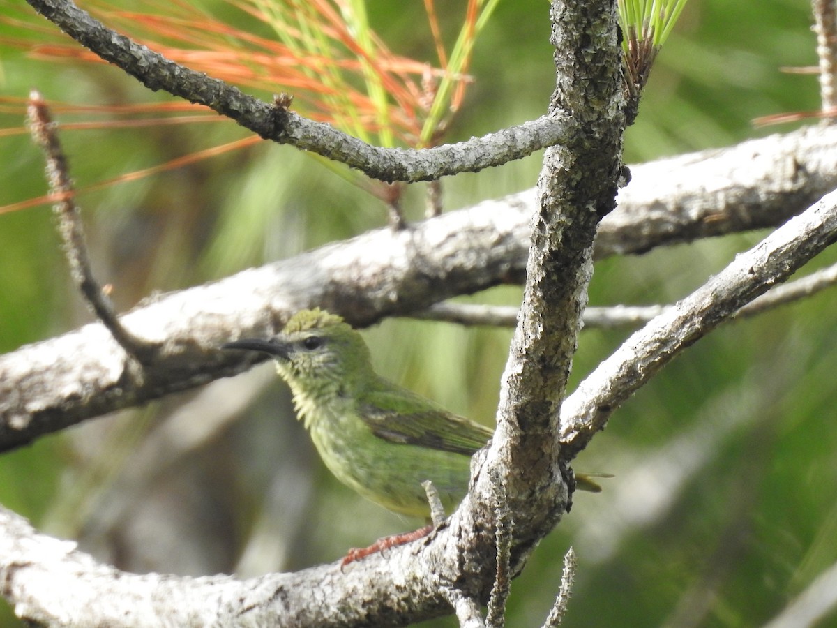 Red-legged Honeycreeper - ML642888660