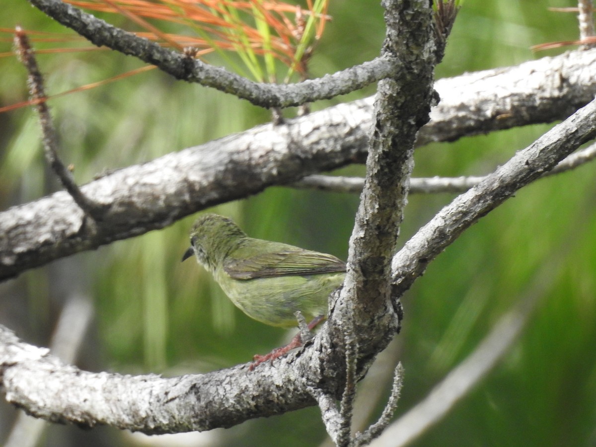 Red-legged Honeycreeper - ML642888661