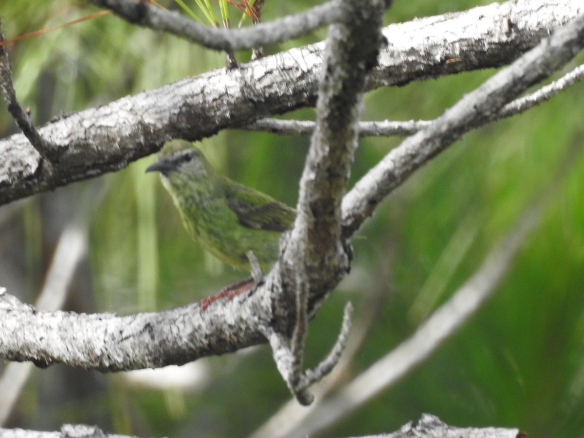 Red-legged Honeycreeper - ML642888663