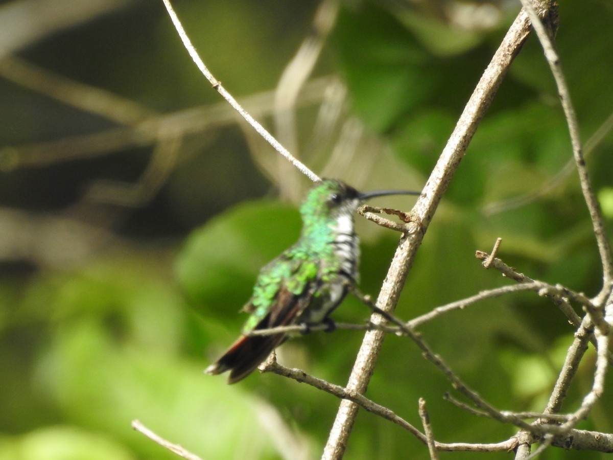 Green-breasted Mango - ML642888677