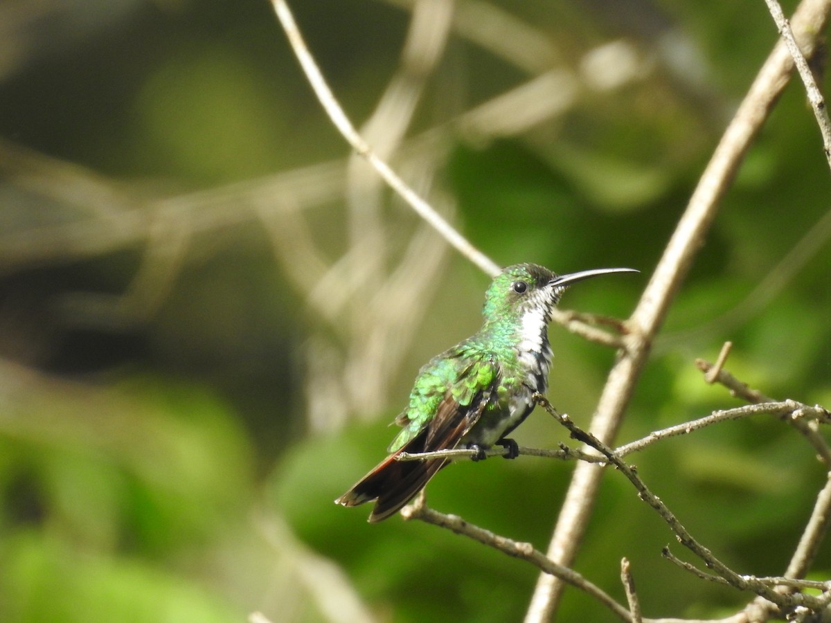 Green-breasted Mango - ML642888678