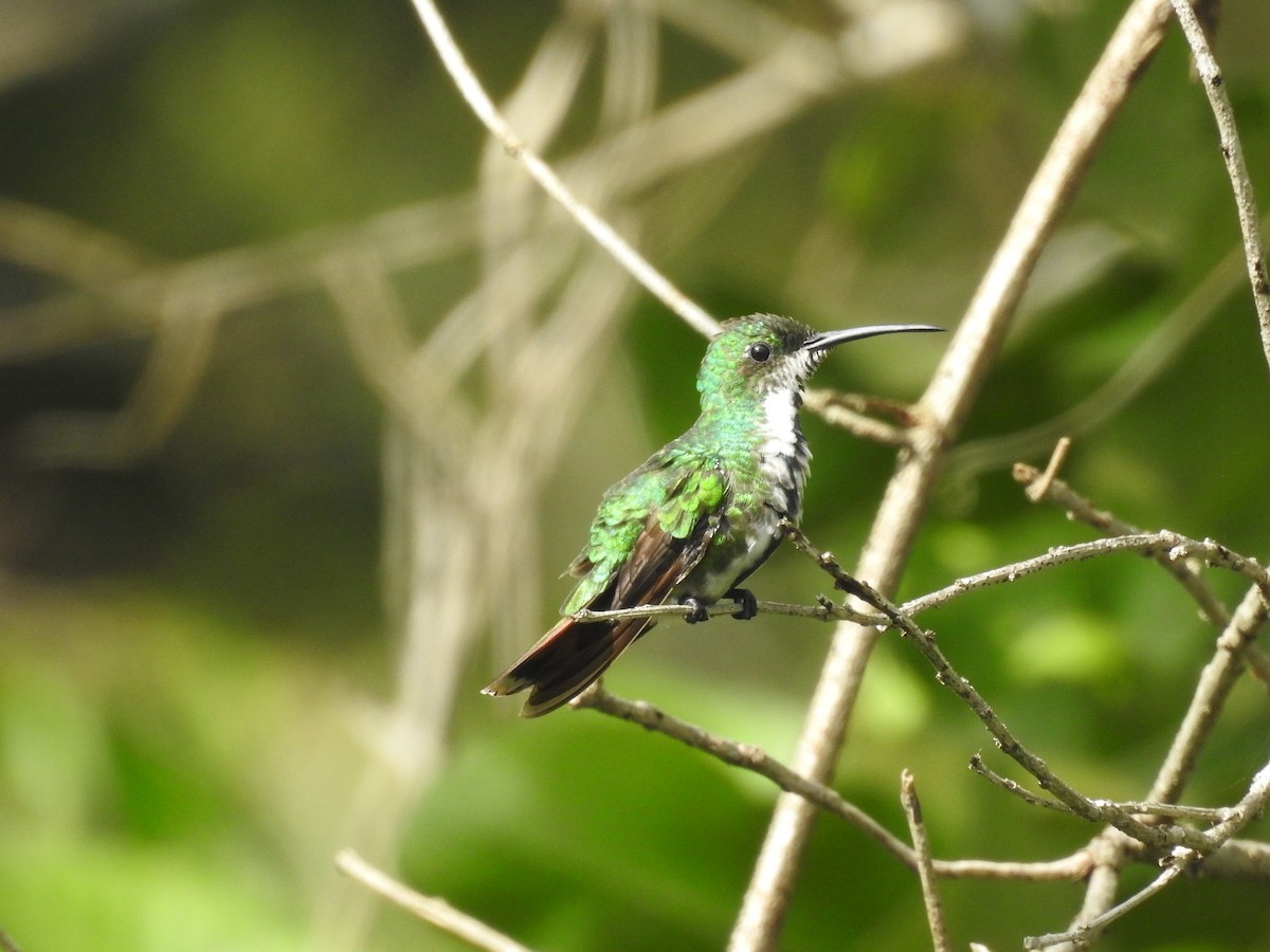 Green-breasted Mango - ML642888679