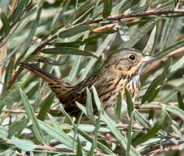 strnadec pruhohlavý - ML642888681