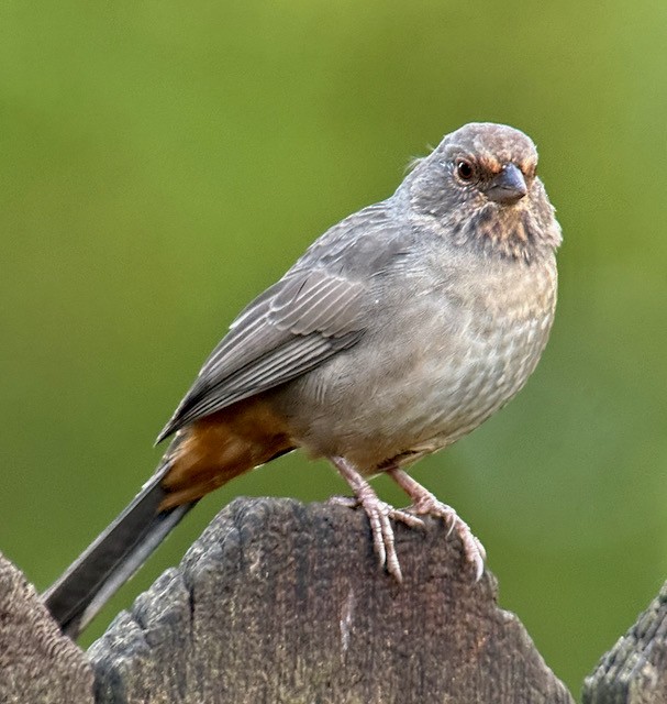 California Towhee - ML642888689