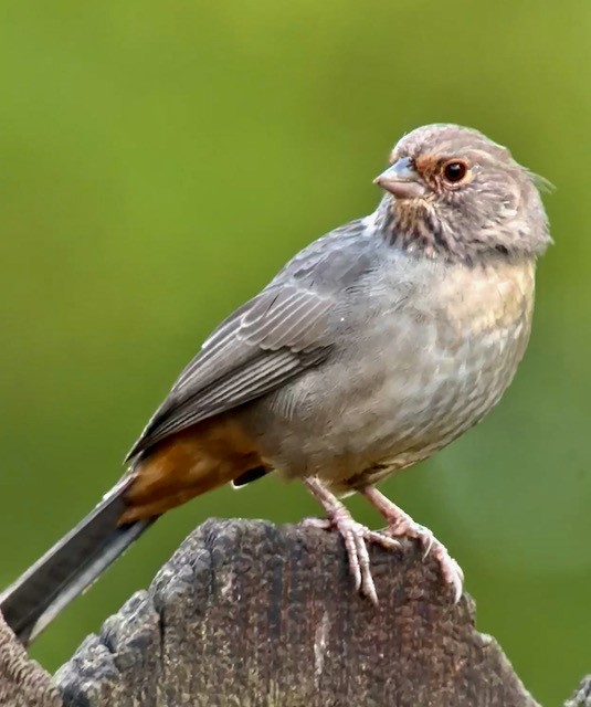 California Towhee - ML642888690