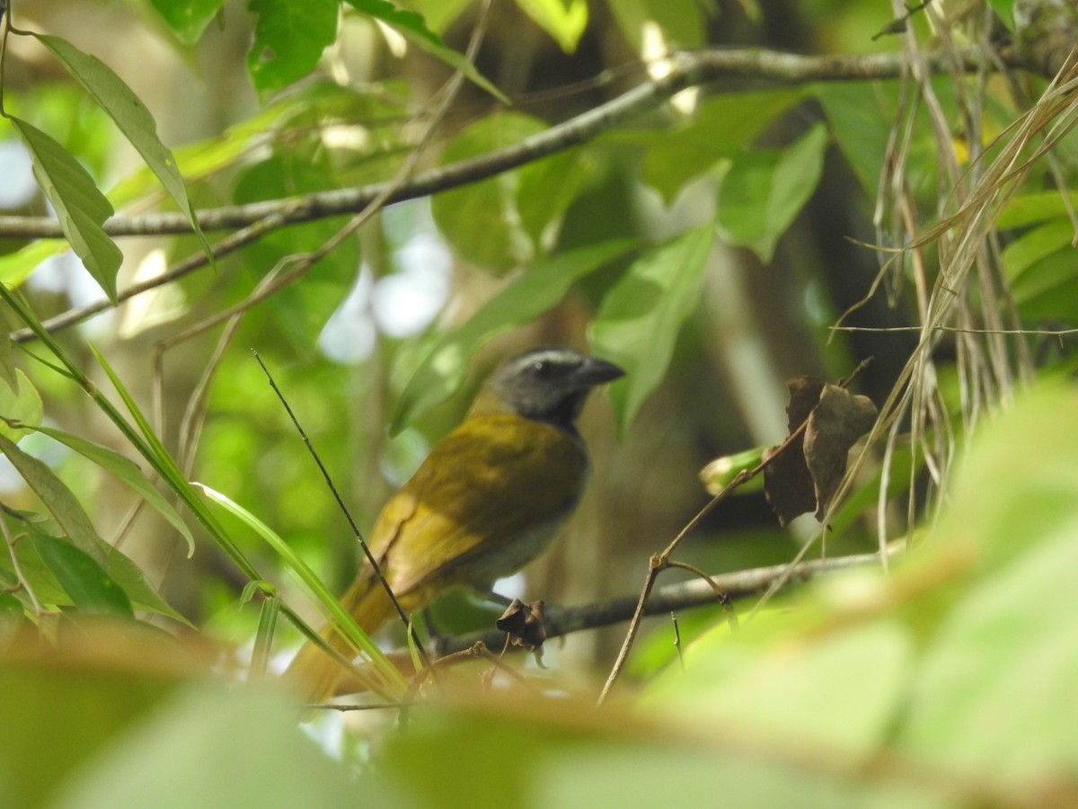 Buff-throated Saltator - ML642888712