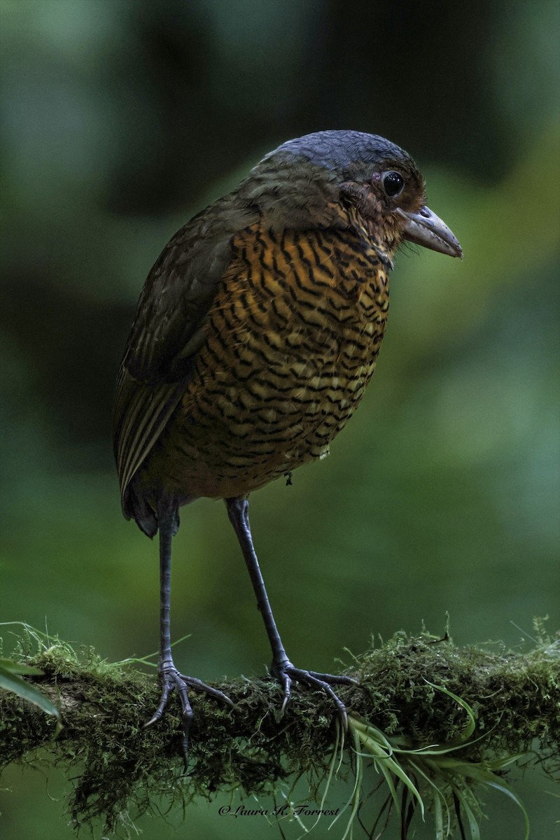 Giant Antpitta - ML642888714