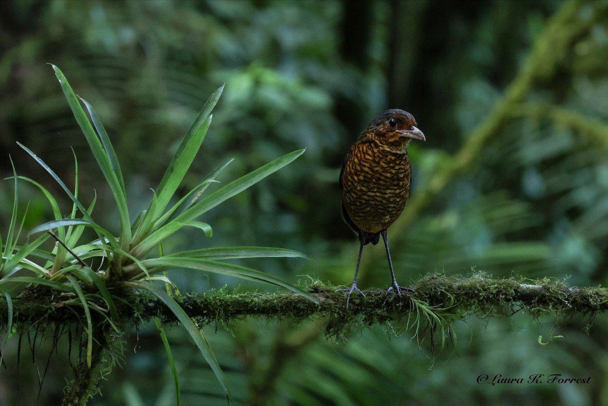 Giant Antpitta - ML642888715
