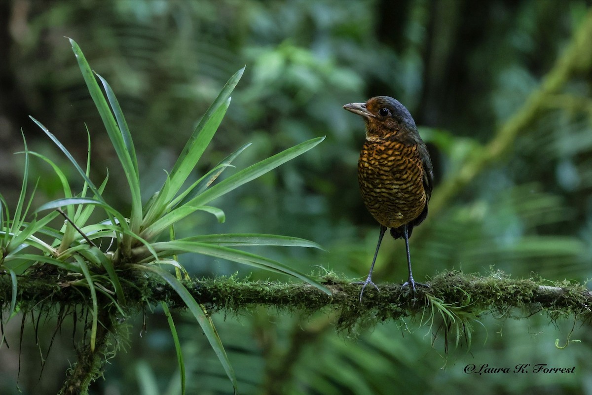 Giant Antpitta - ML642888716
