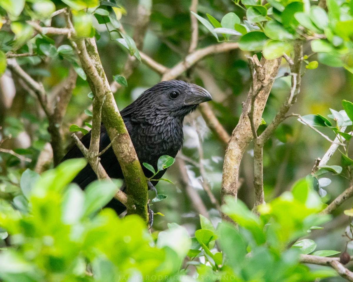 Groove-billed Ani - ML642888718