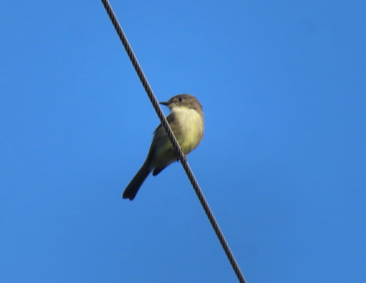 tyranovec domácí - ML642888721