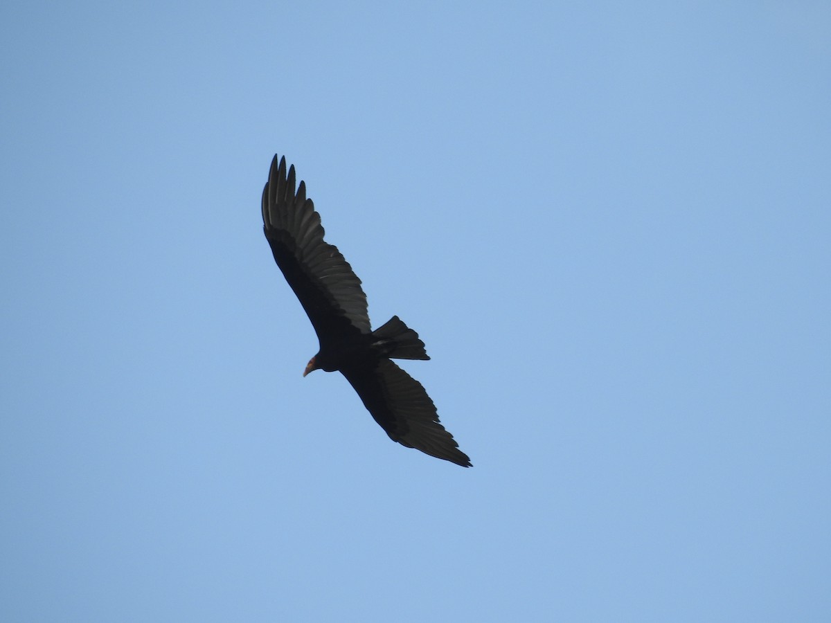 Lesser Yellow-headed Vulture - ML642888722