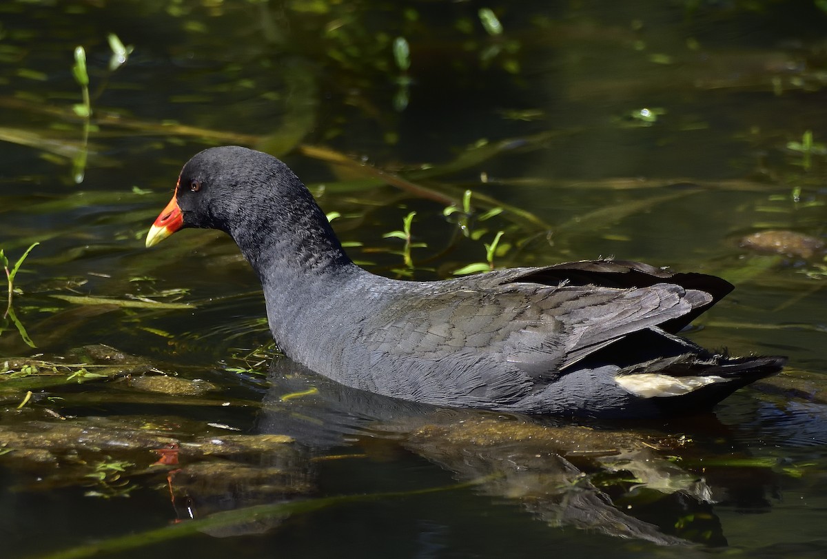 Dusky Moorhen - ML642888725