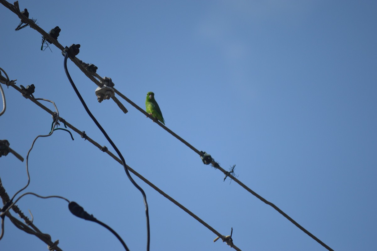 Green-rumped Parrotlet - ML642888726