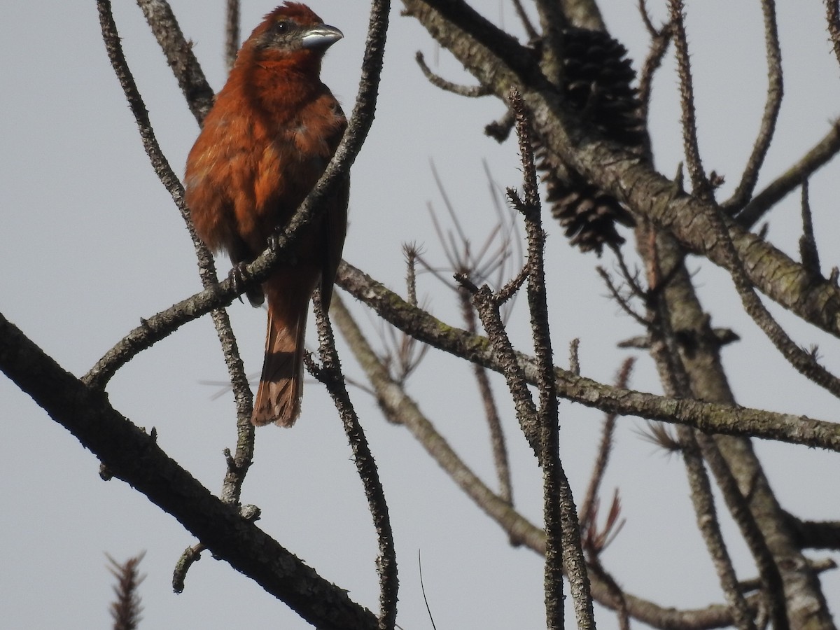 Hepatic Tanager - ML642888727