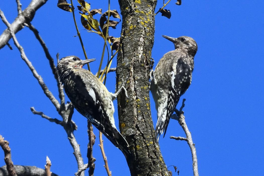 datel rudohrdlý - ML642888728