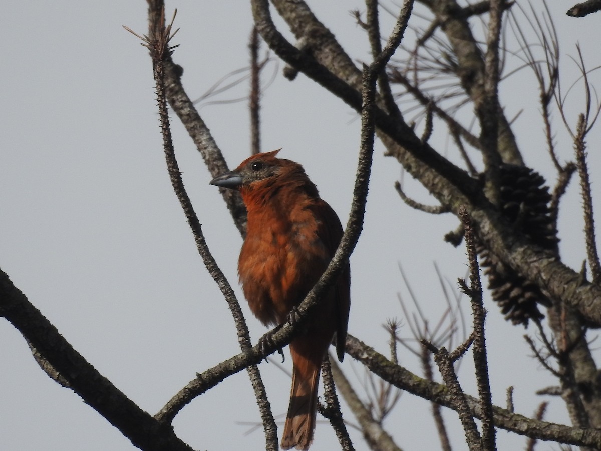 Hepatic Tanager - ML642888729